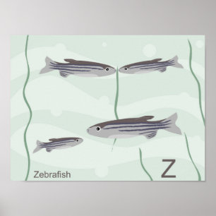 Poster de poisson zèbre