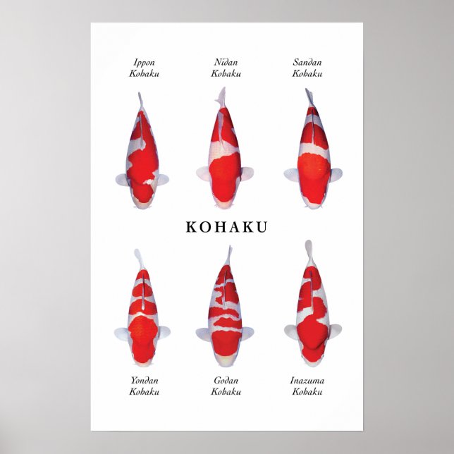 Poster de poissons koi japonais : Kohaku (Devant)