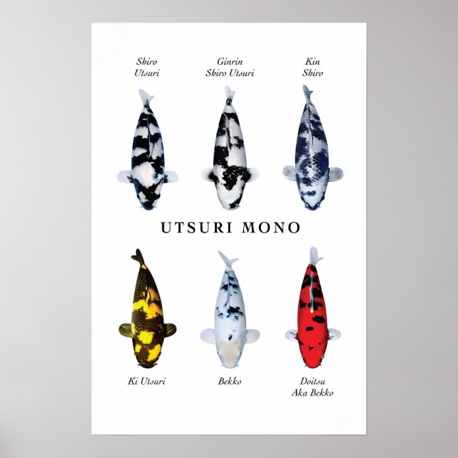 Poster de poissons koi japonais : Utsurimono (Devant)
