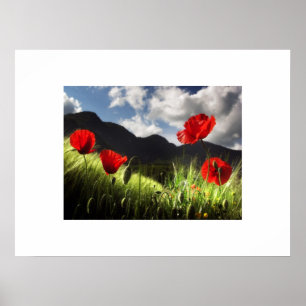 Poster de Poppies