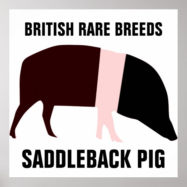 Poster de porc à saddleback (Devant)