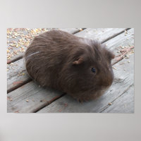 Poster de porc de Guinée Brown