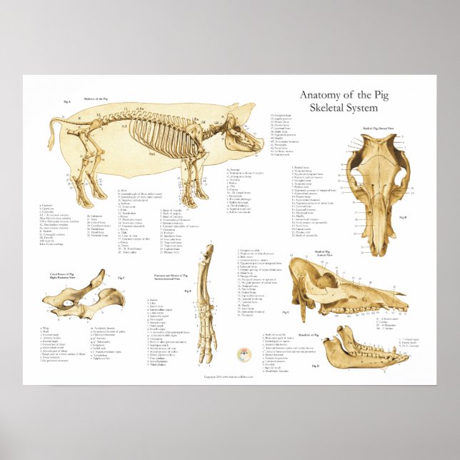 Poster de porcins Anatomie du foetus de porc (Devant)