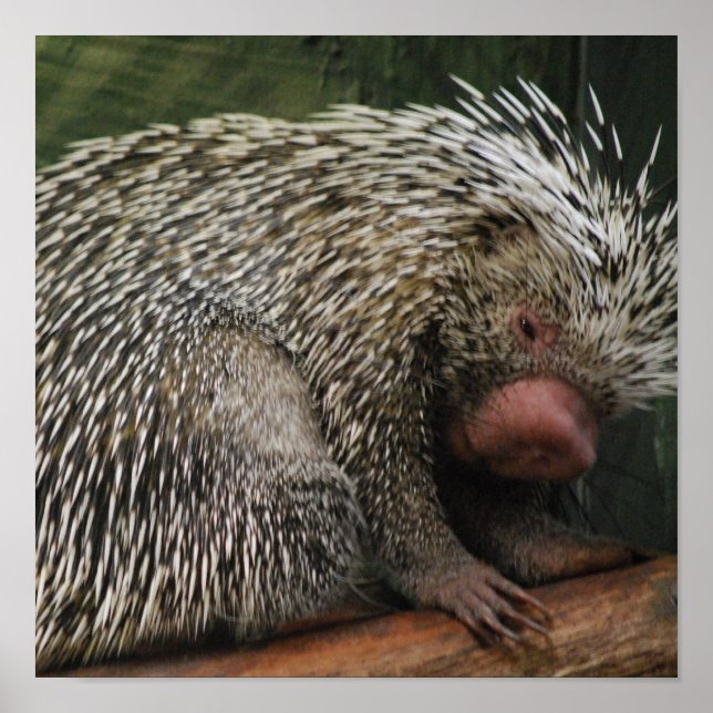 Poster de Porcupine (Devant)