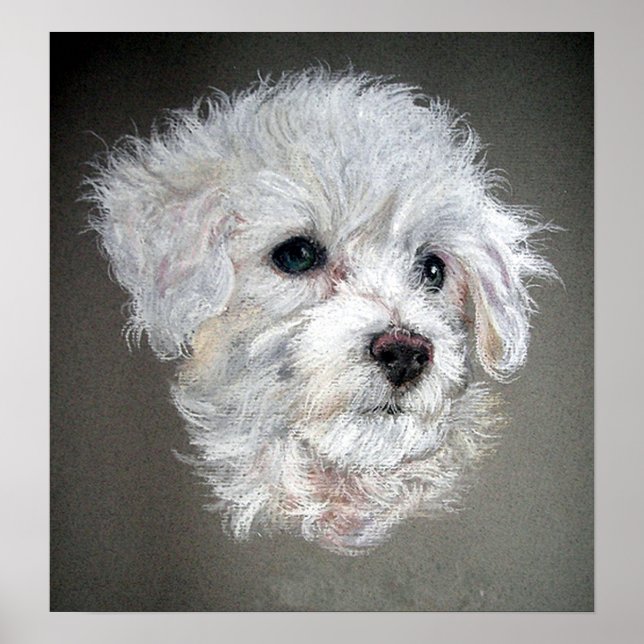 Poster de portrait de chien Bichon Frise Imprimer (Devant)