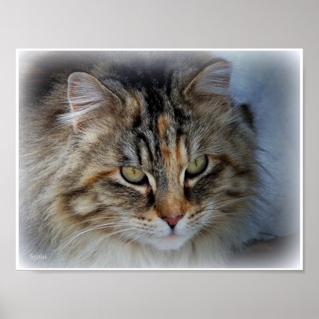 Poster de portrait photo de Tabby Chat Long Haied (Devant)
