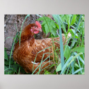 Poster de poulet Hen