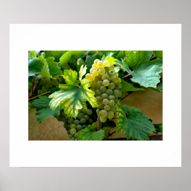 Poster de raisins (Devant)