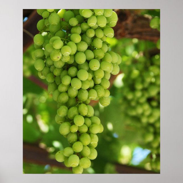 Poster de raisins (Devant)