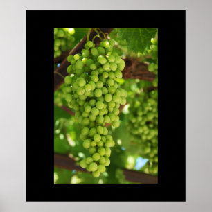 Poster de raisins