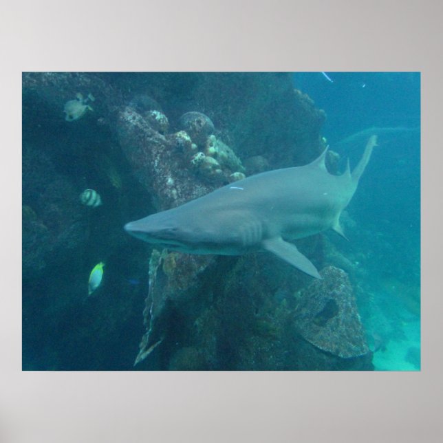 Poster de requin (Devant)
