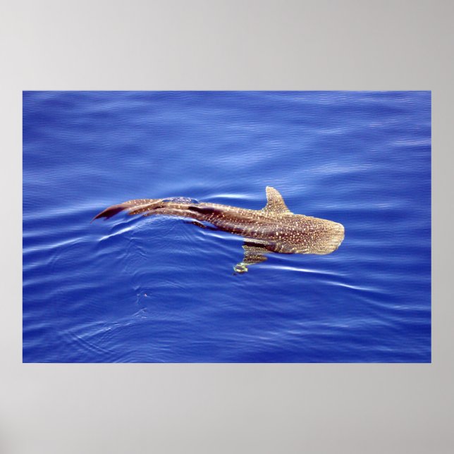 Poster de requin baleine (Devant)
