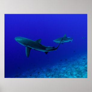 Poster de requin gris récif