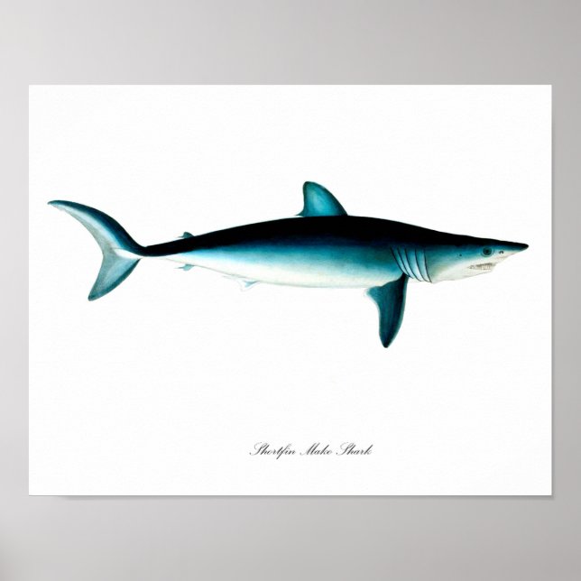 Poster de requin Shortfin Mako Art Imprimer no 4 (Devant)