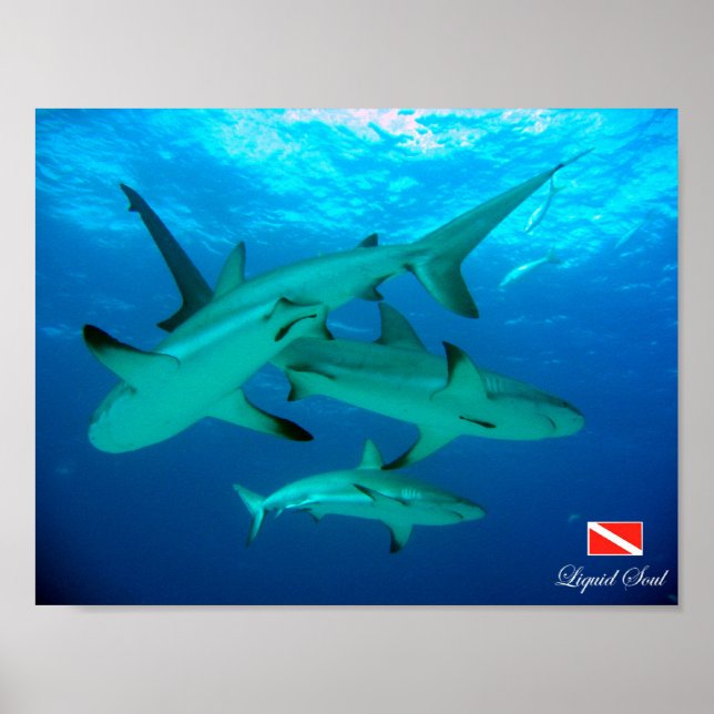 Poster de requins récifs (Devant)