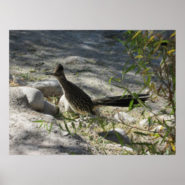 Poster de Roadrunner (Devant)