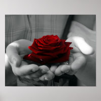 Poster de Rose rouge couleur