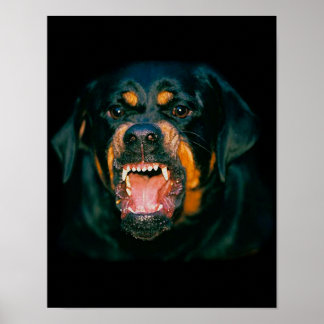 Poster de Rottweiler