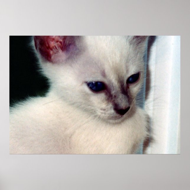 Poster de Sasha Kitten (Devant)