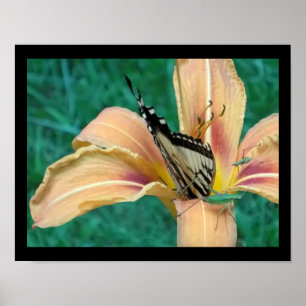 Poster de sauterelles et papillon dans un tigre