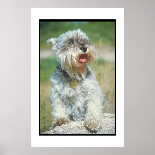 Poster de Schnauzer Miniature (Devant)