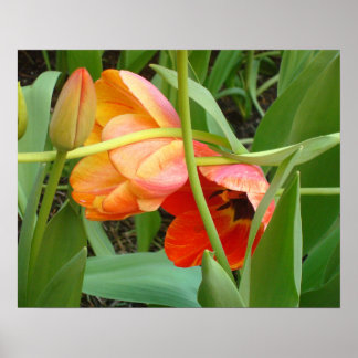 Poster de sculpture Orange Tulip