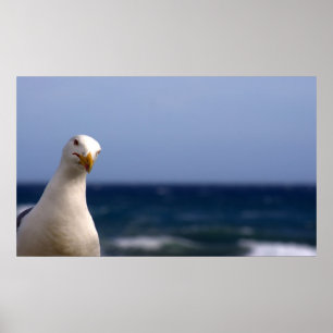 Poster de Seagull
