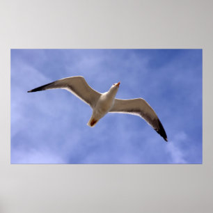 Poster de Seagull