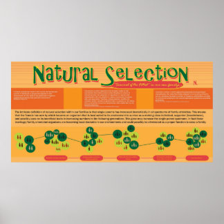 Poster de sélection naturelle