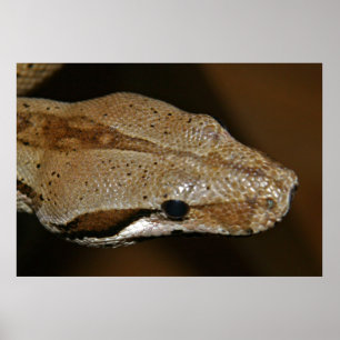 Poster de serpent
