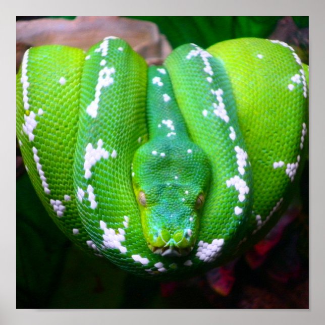 Poster de serpent vert (Devant)