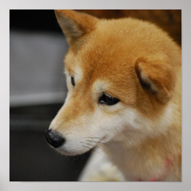 Poster de Shiba Inu (Devant)