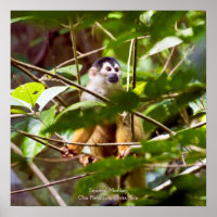 Poster de singe écureuil