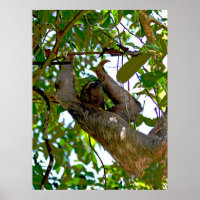 Poster de Sloth