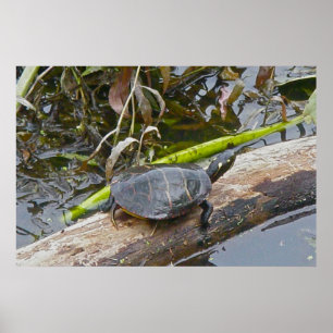 Poster de soleil de tortue peinte
