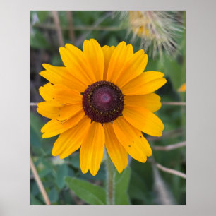 Poster de Susan Flower aux yeux noirs