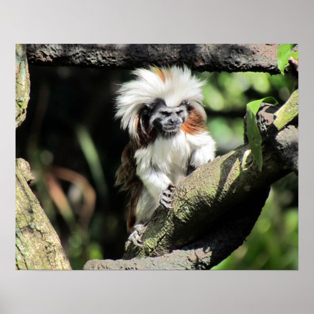 Poster de Tamarin Cottontop (Devant)