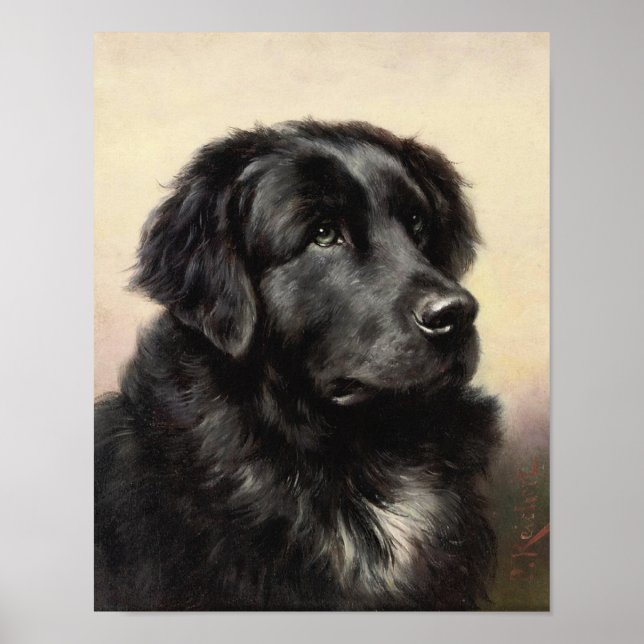 Poster de Terre-Neuve (Devant)