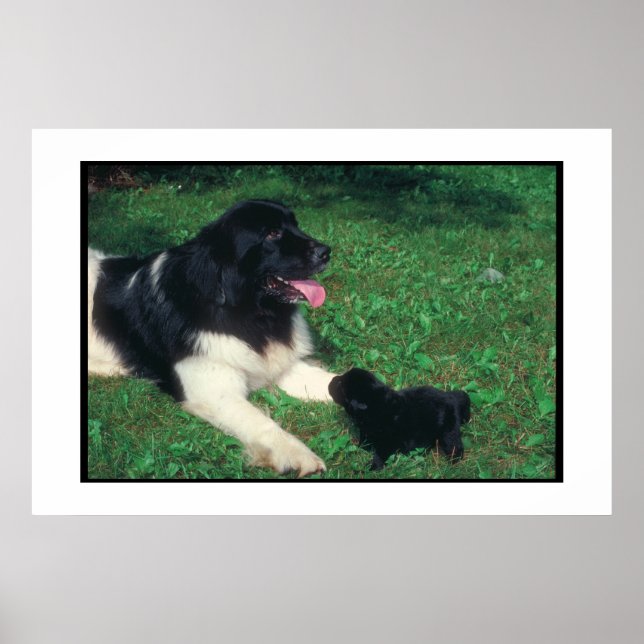 Poster de Terre-Neuve Landseer & Puppy (Devant)