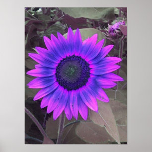 Poster de tournesol rose N violet