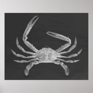 Poster de triptyque de crabe surdimensionné Imprim