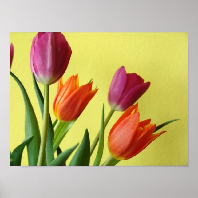 Poster de Tulip (Devant)