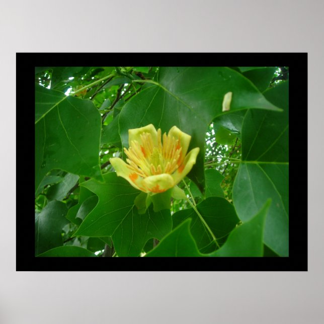 Poster de Tulip Tree (Devant)