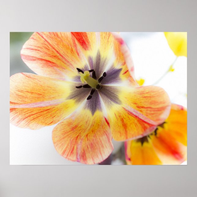 Poster de tulipe 24" x 18" (Devant)