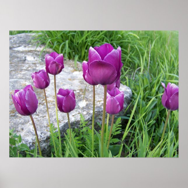 Poster de Tulipes pourpres (Devant)
