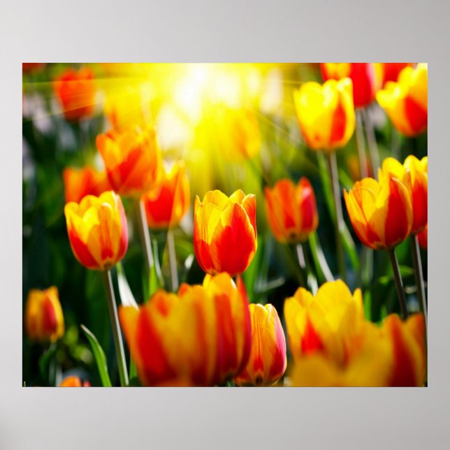 Poster de Tulips (Devant)