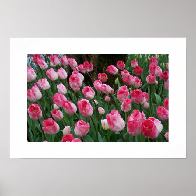 Poster de Tulips (Devant)