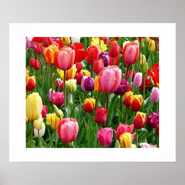 Poster de Tulips (Devant)