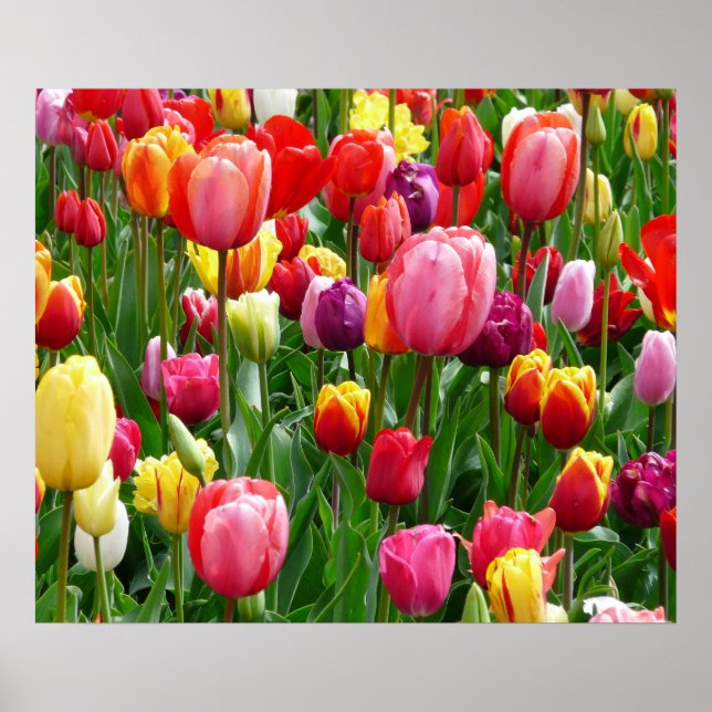 Poster de Tulips (Devant)