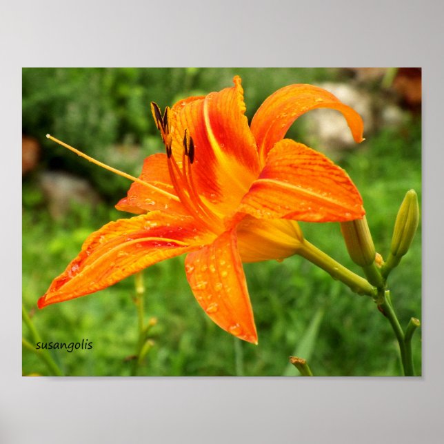 Poster de valeur botanique Tiger Lily (Devant)